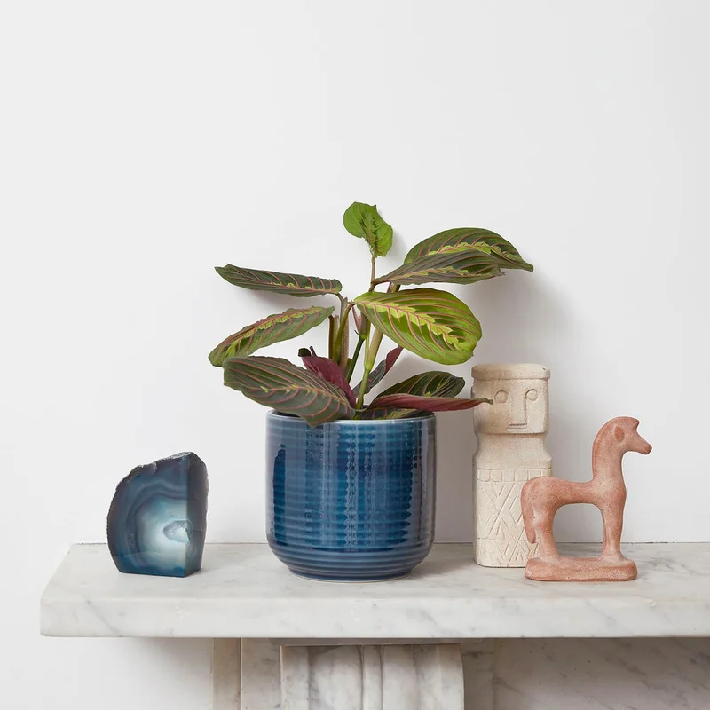 patchplants-340934
