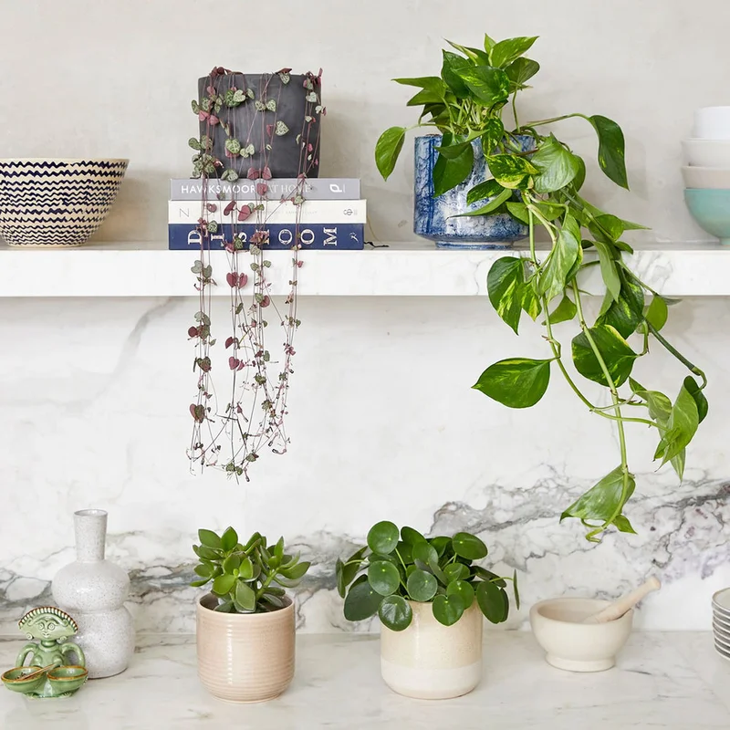 patchplants-340941