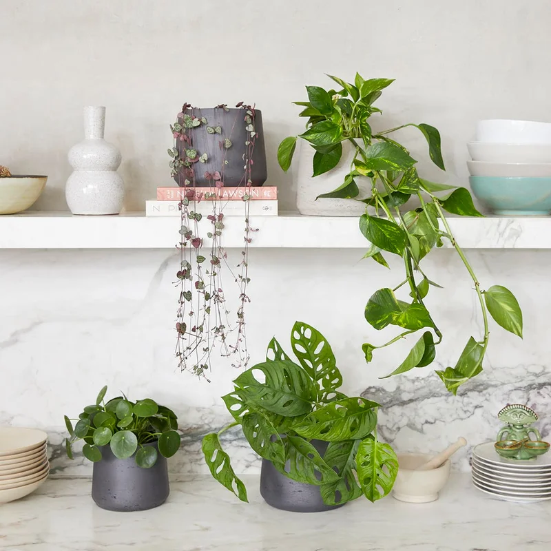 patchplants-340942