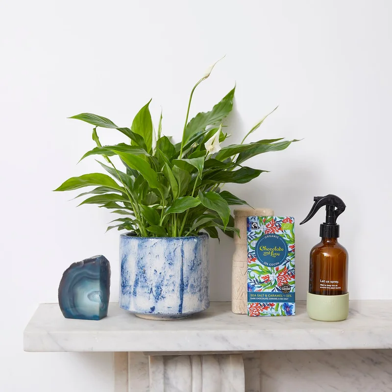 patchplants-341025