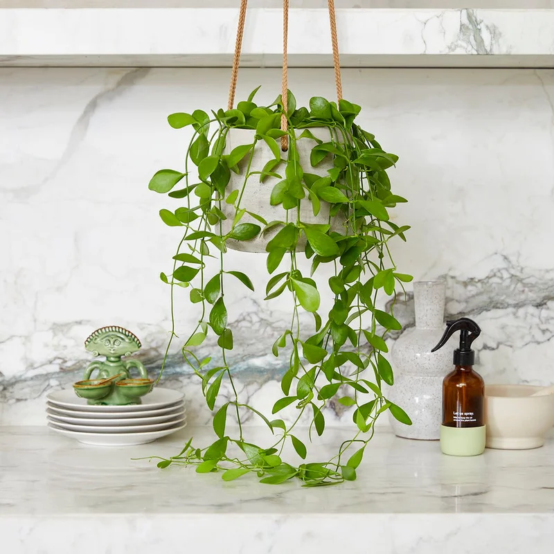patchplants-341032