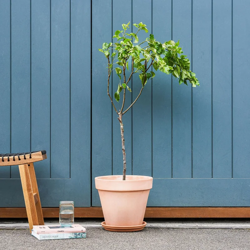 patchplants-341111