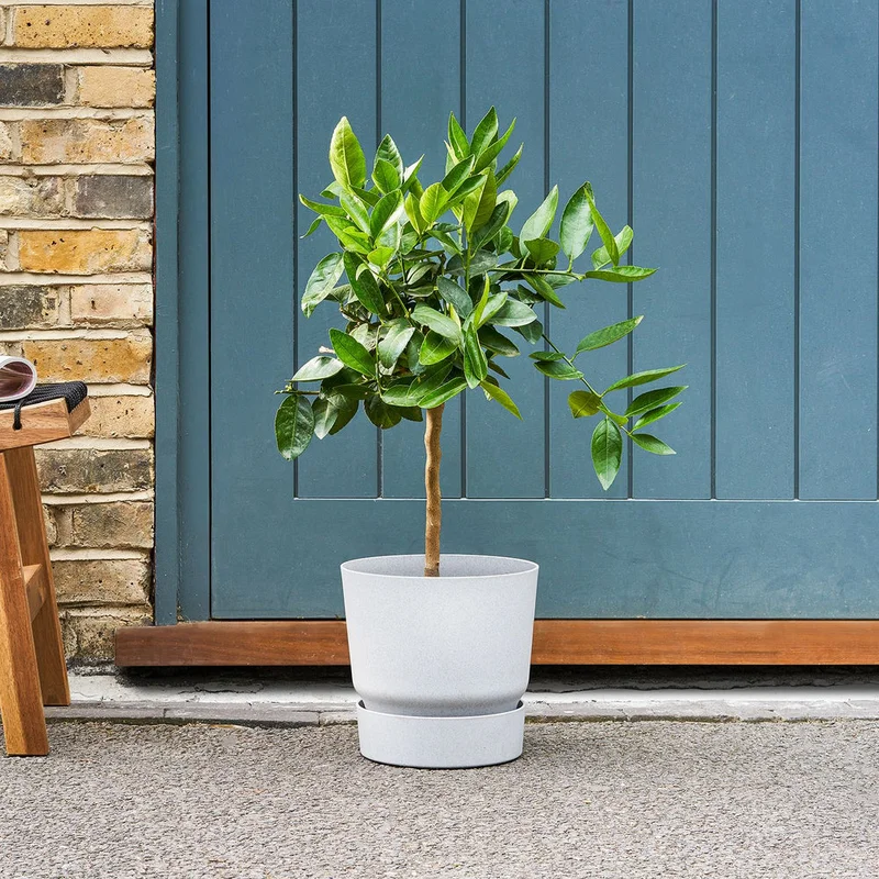 patchplants-341118