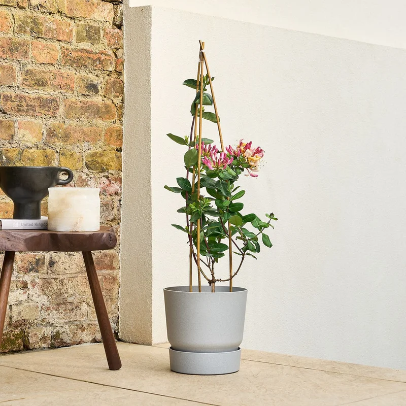 patchplants-341231