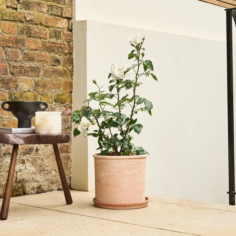 patchplants-341253