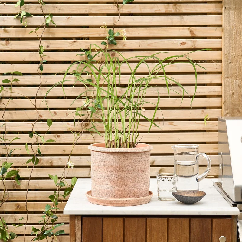 patchplants-341300