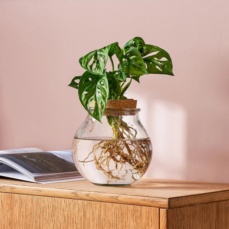 patchplants-341350