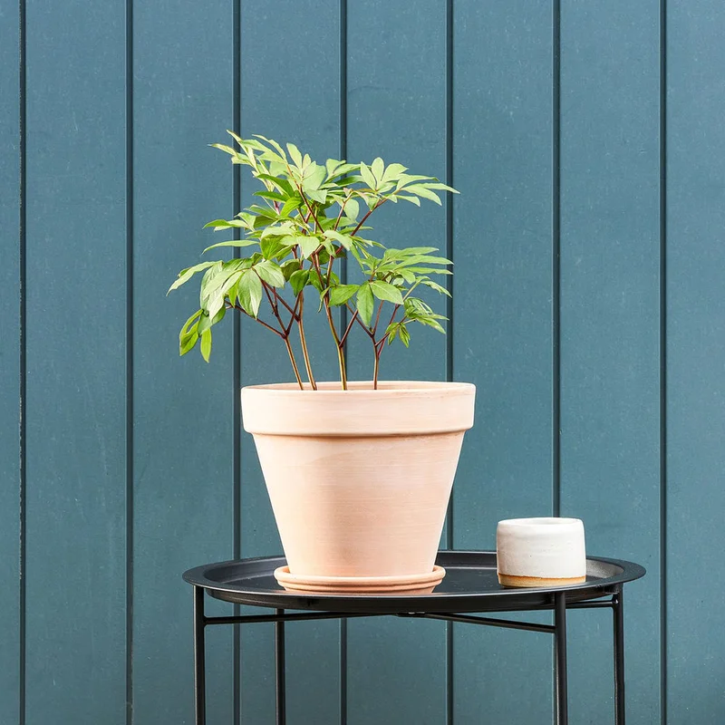 patchplants-341404