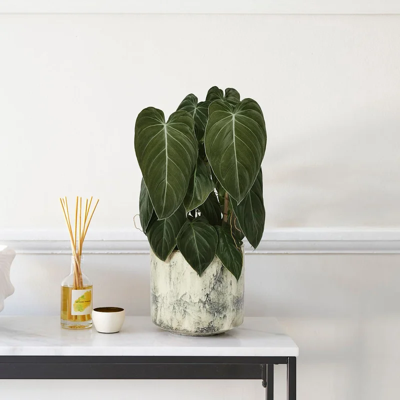 patchplants-341478