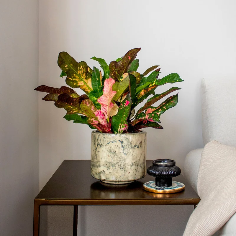 patchplants-341633