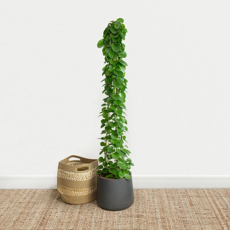 patchplants-341650