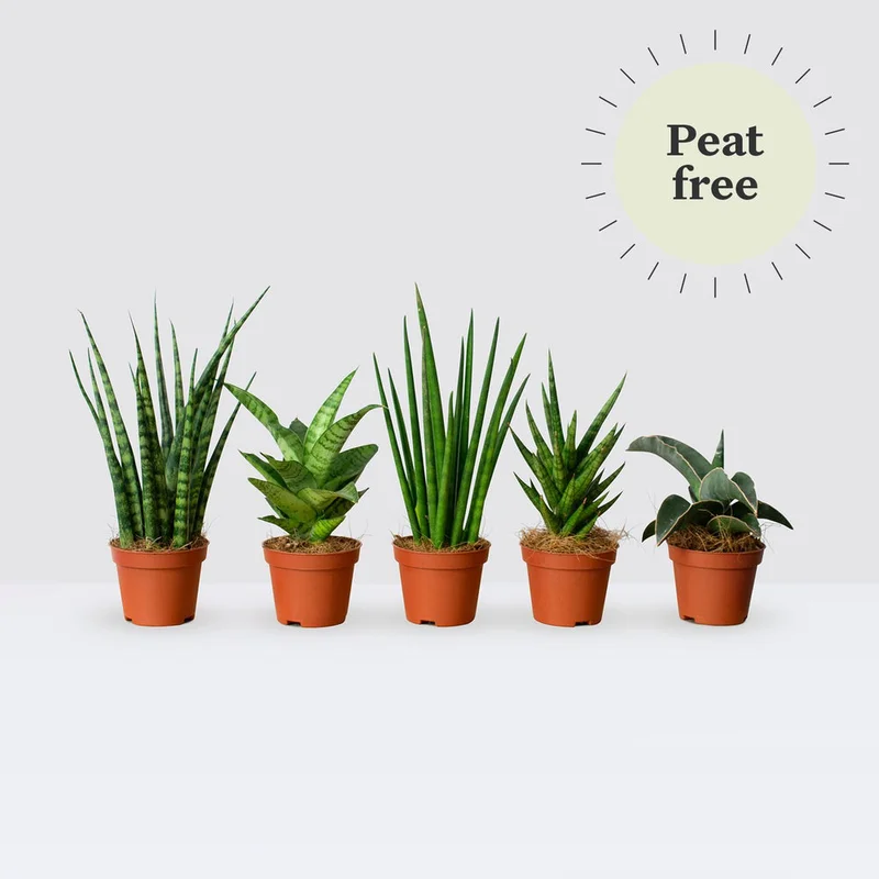 patchplants-341701