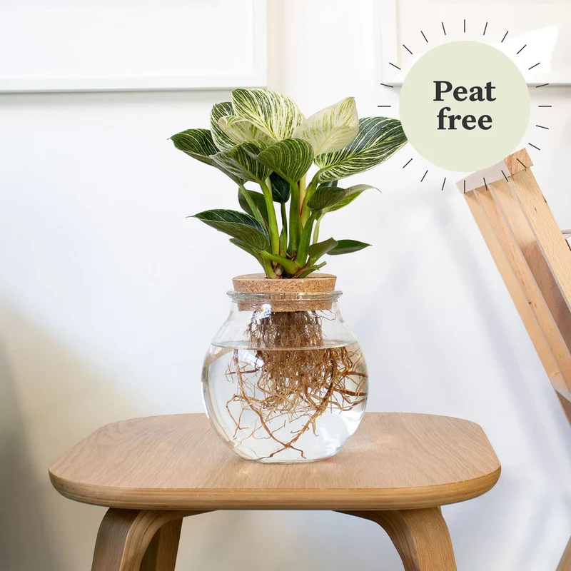 patchplants-341812