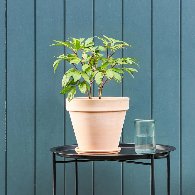 patchplants-341885