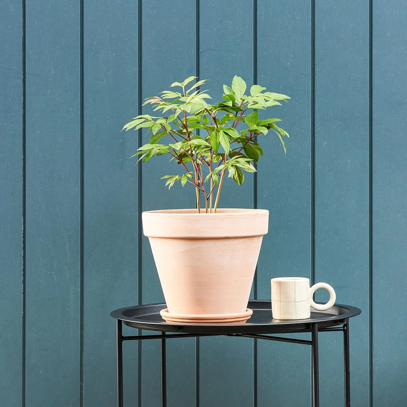 patchplants-341899