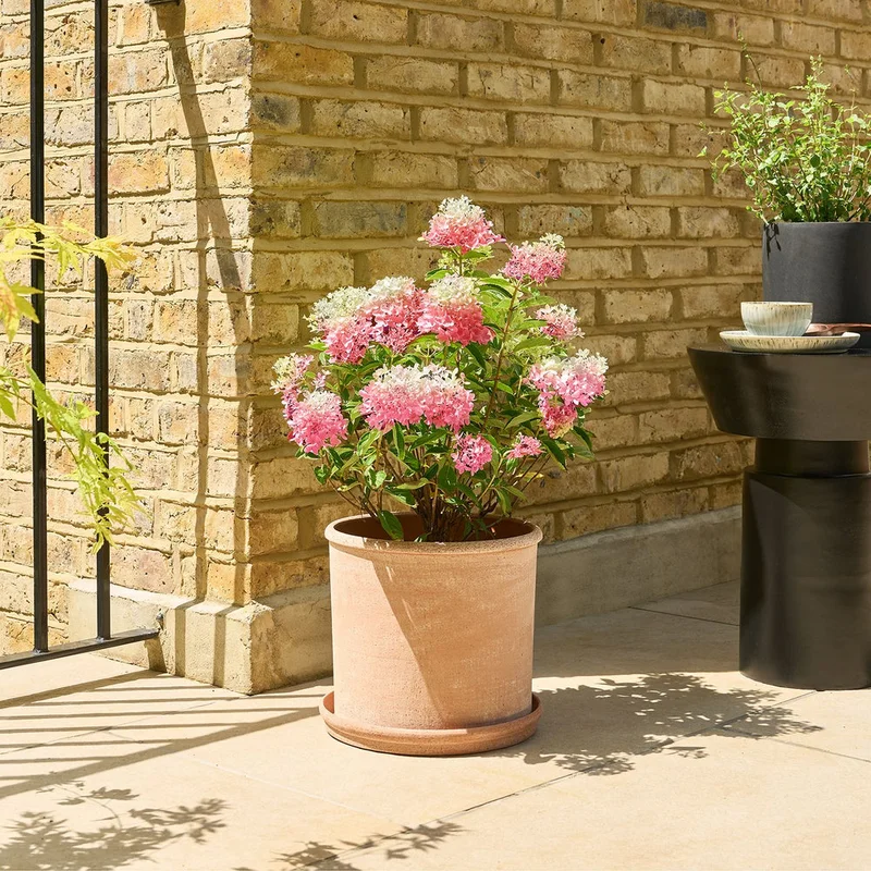 patchplants-341921