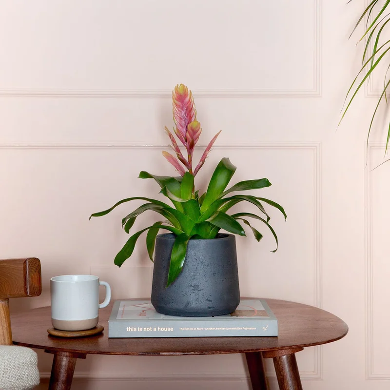patchplants-342126