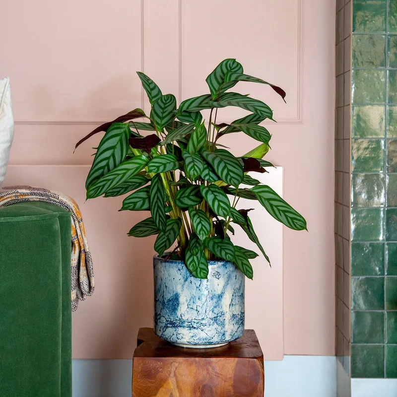 patchplants-342147