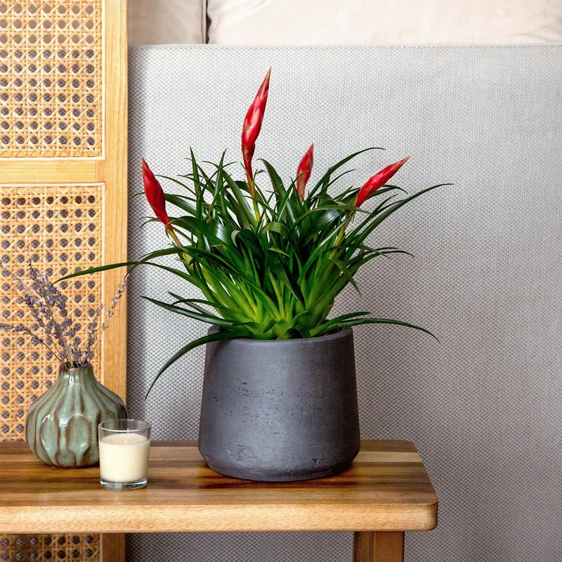 patchplants-342238