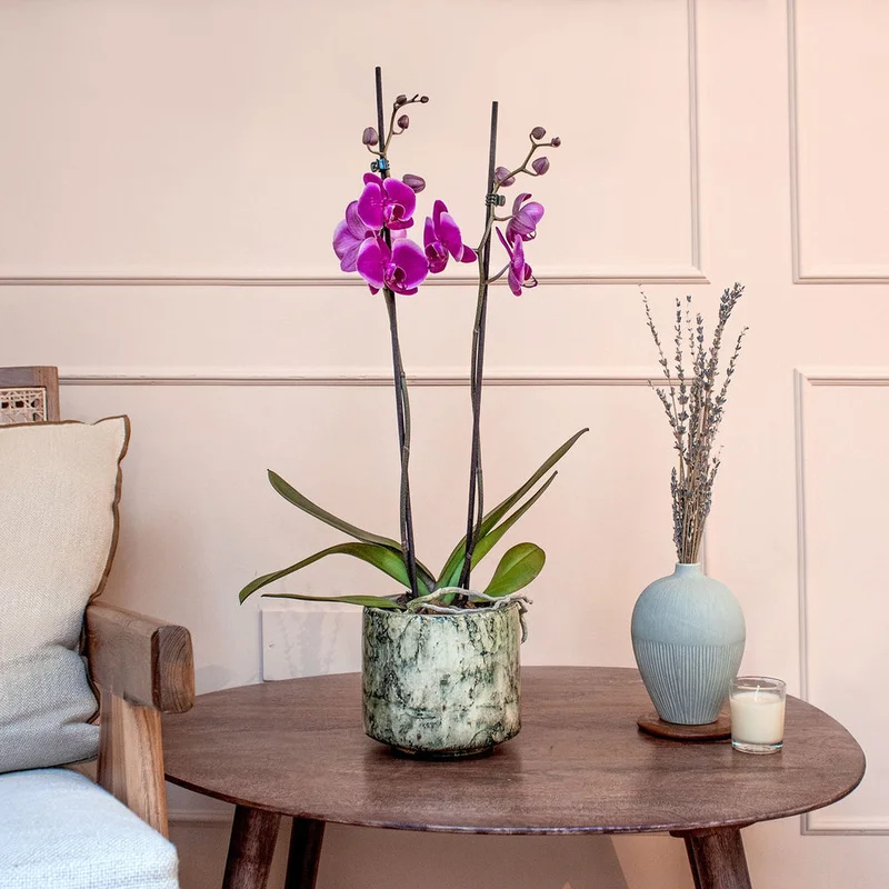patchplants-342306