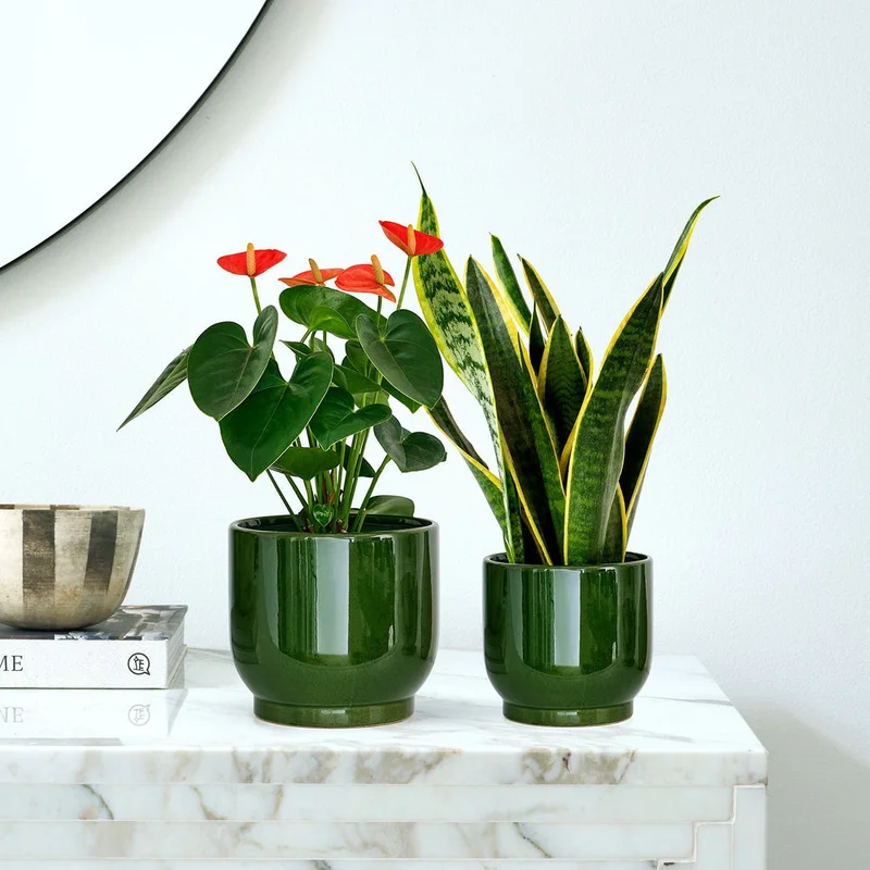 patchplants-342336