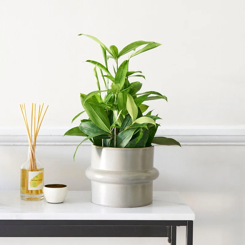 patchplants-342438