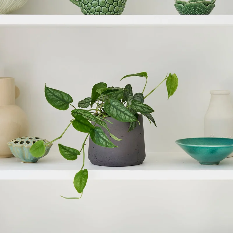 patchplants-342443