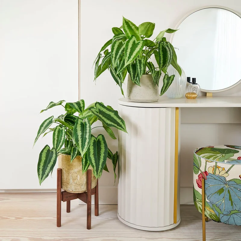 patchplants-342446