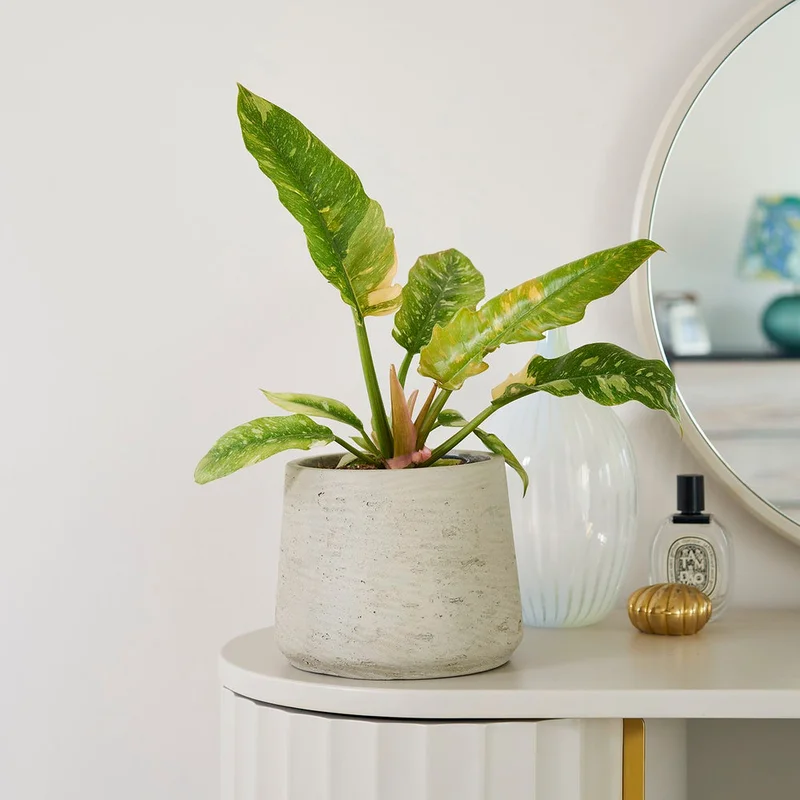 patchplants-342515