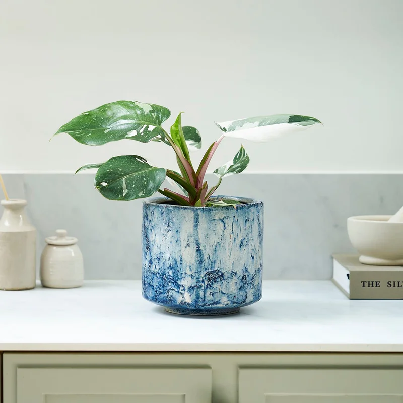 patchplants-342519