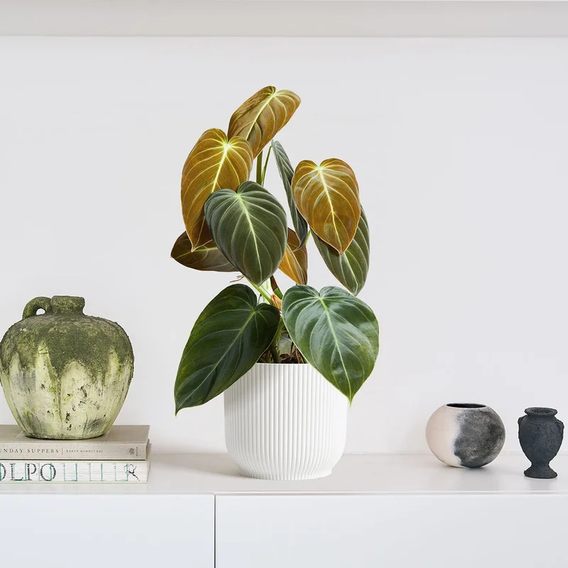 patchplants-342527