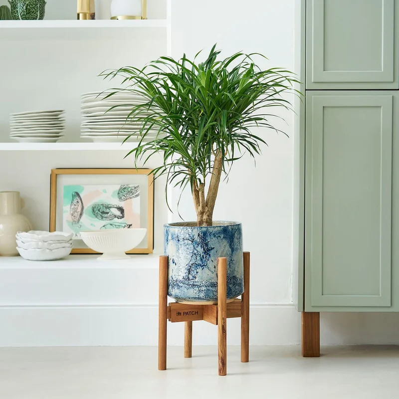 patchplants-342535