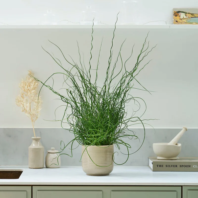 patchplants-342537