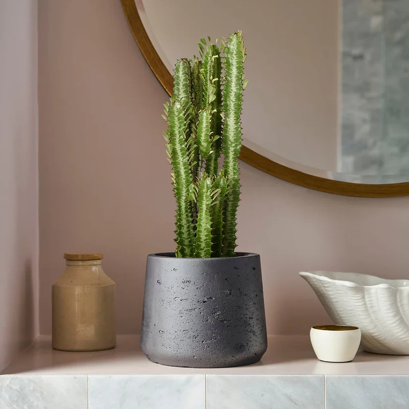 patchplants-342545