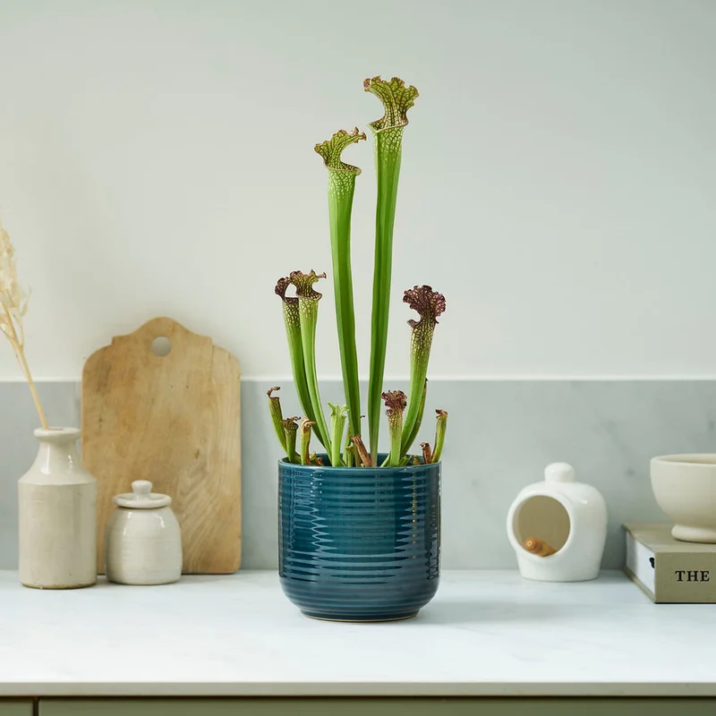 patchplants-342577