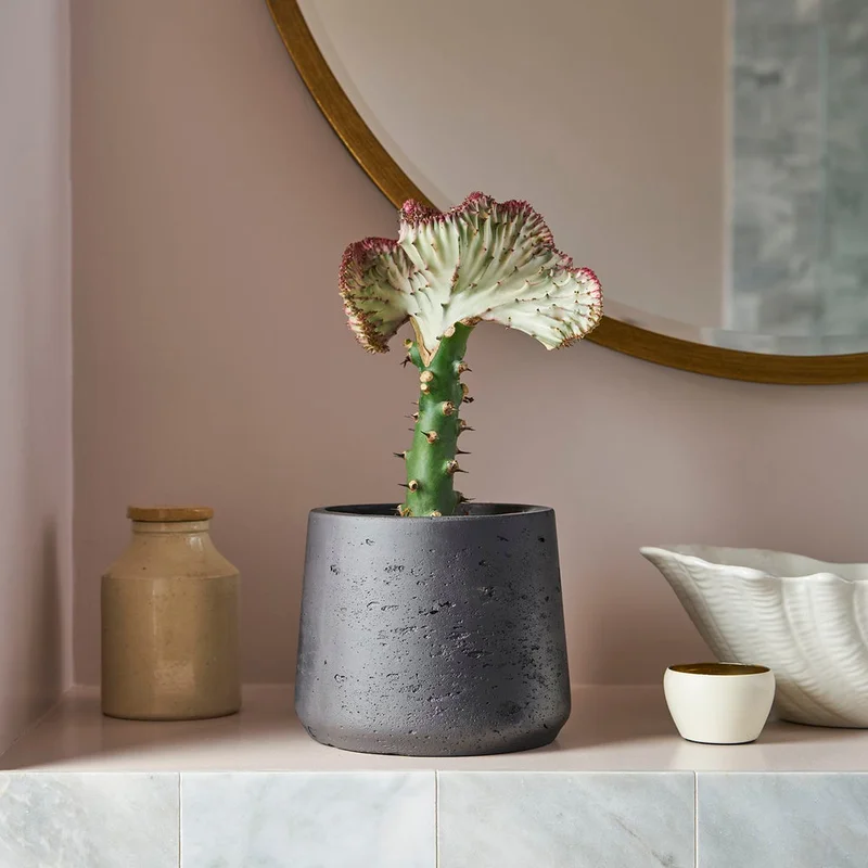 patchplants-342582