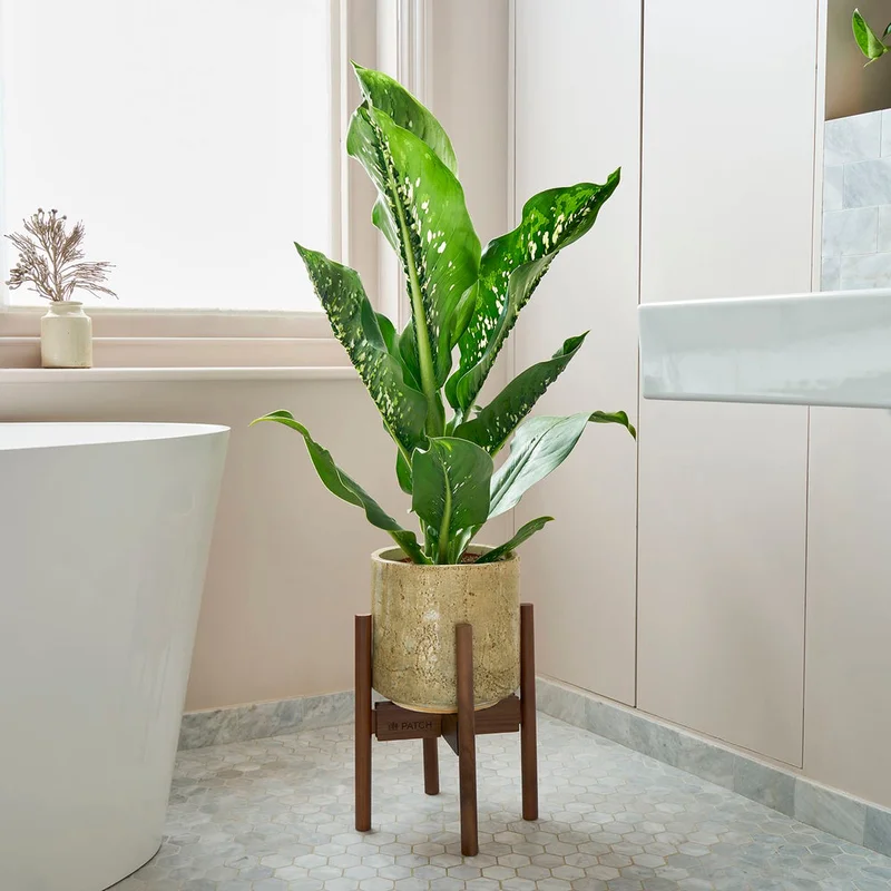 patchplants-342599