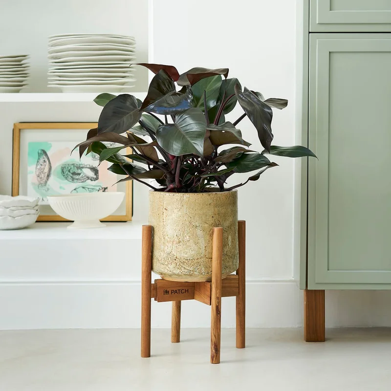 patchplants-342602