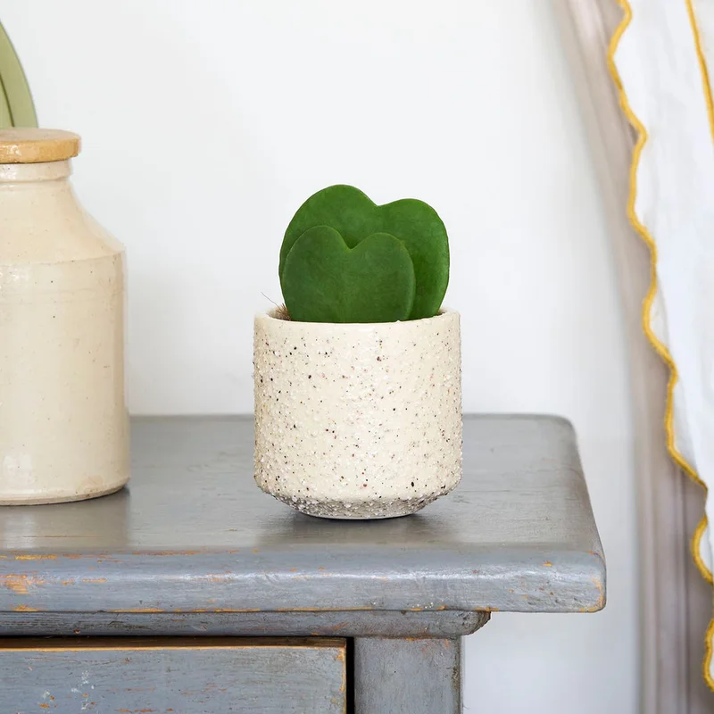 patchplants-342603