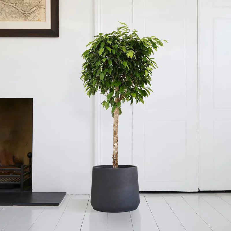 patchplants-342709