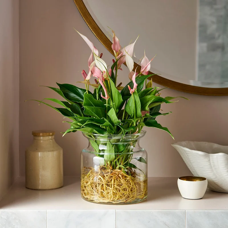 patchplants-342711