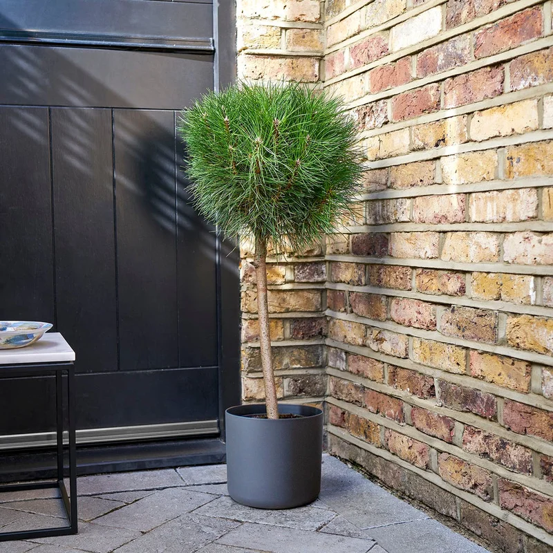 patchplants-342712