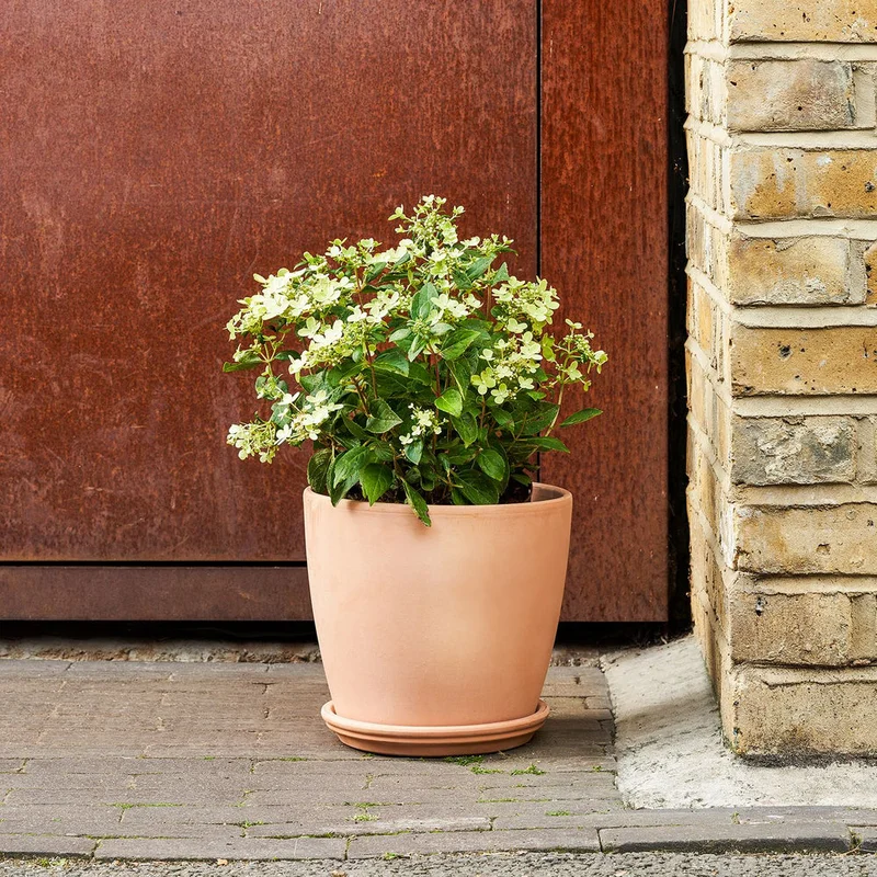patchplants-342728