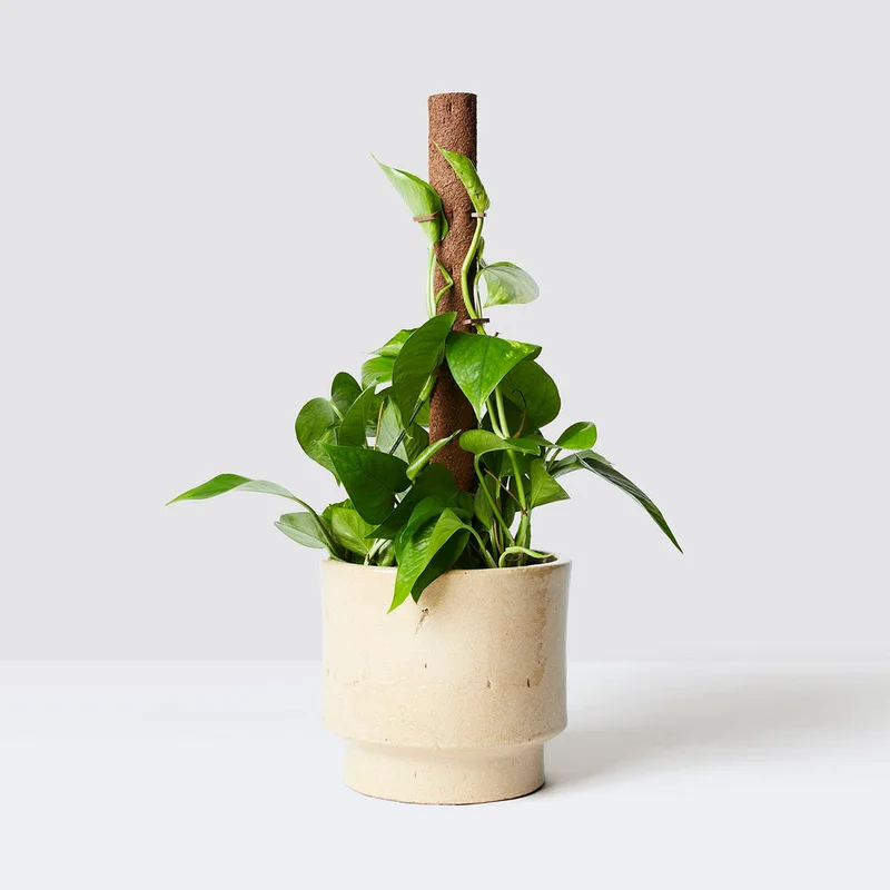 patchplants-342849