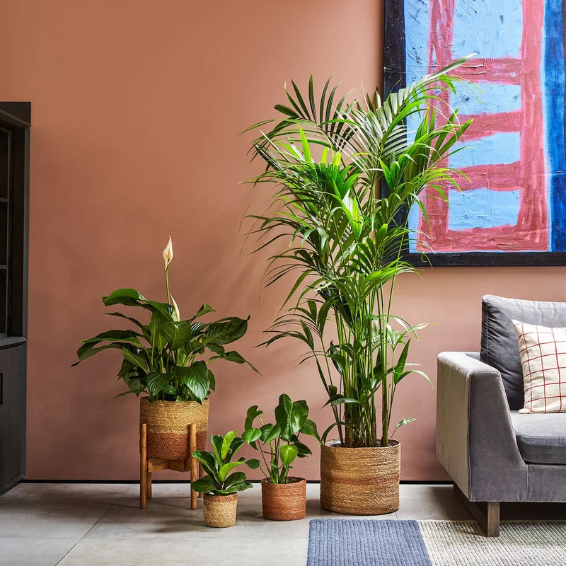 patchplants-342854