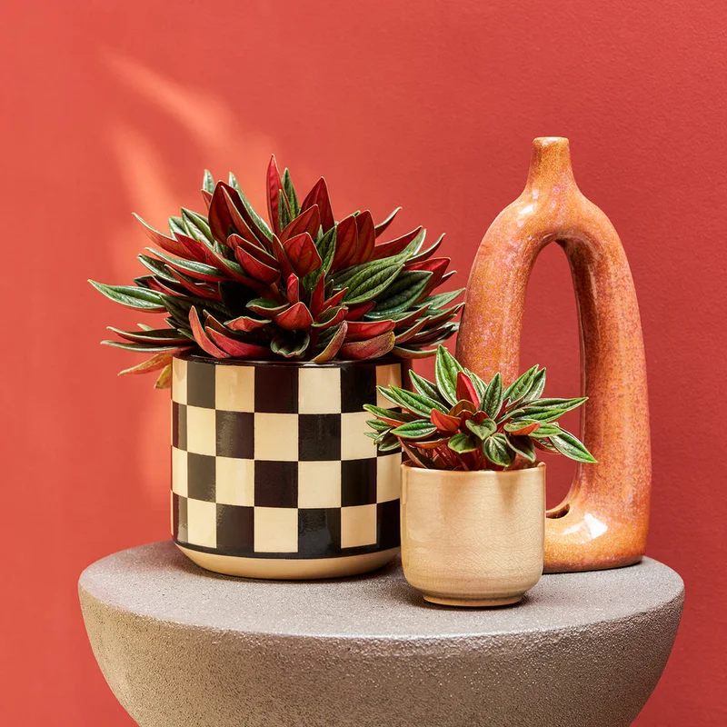 patchplants-342900