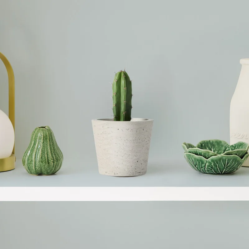 patchplants-343016