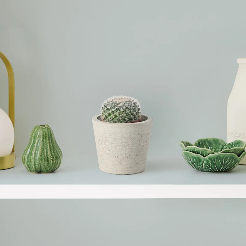 patchplants-343039
