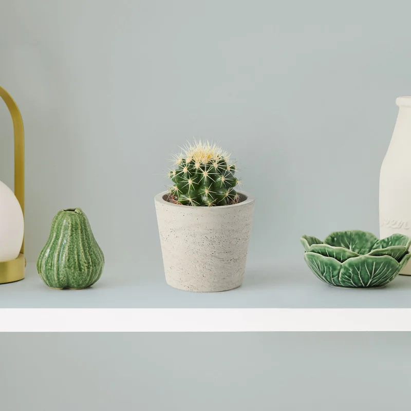 patchplants-343056