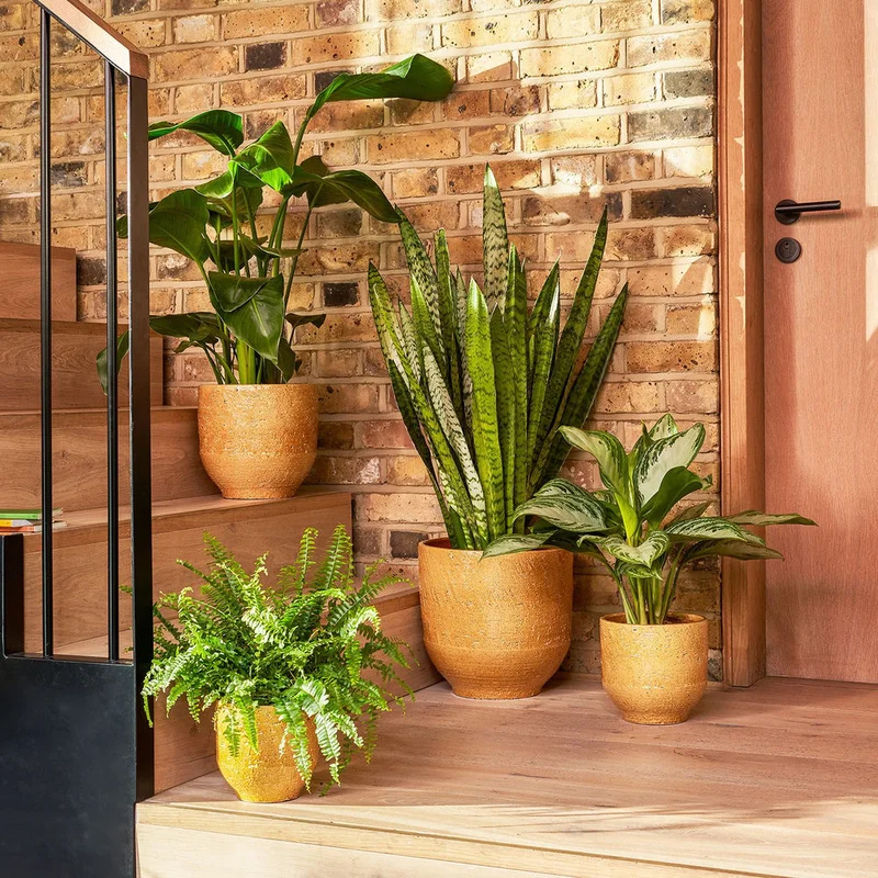 patchplants-343058